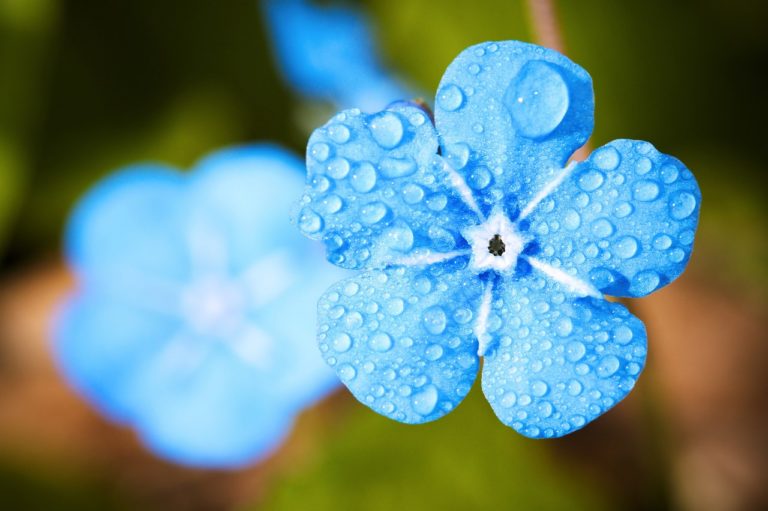 blue flower, flower background, beautiful flowers-2197679.jpg
